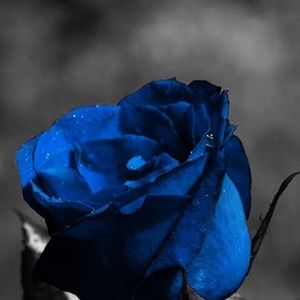 Meet your Posher, Frances